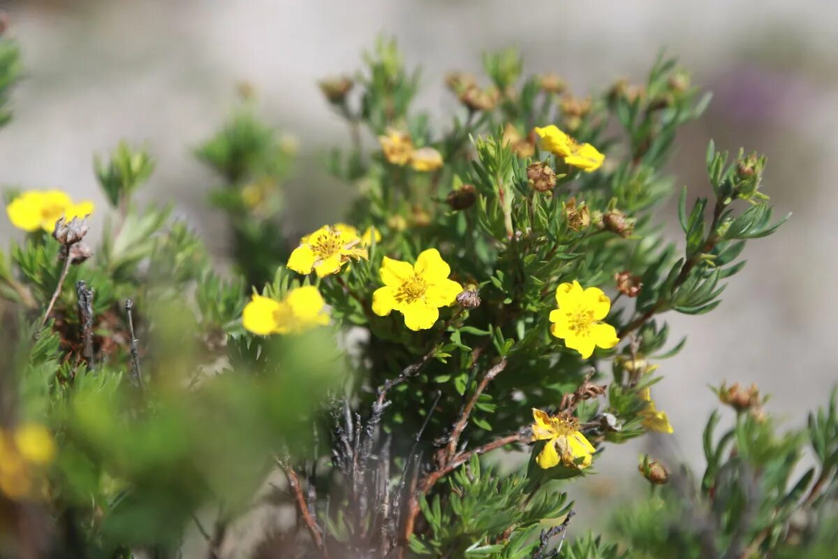 Садовый центр байкальские цветы. Садовый центр байкальские цветы. Садовый центр байкальские цветы. Копеечник байкал. Садовый центр байкальские цветы.