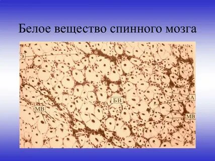 Аксон серое вещество
