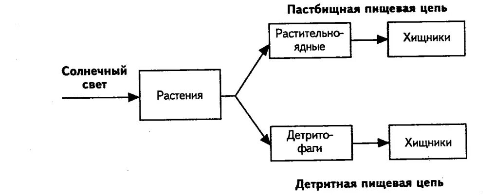 Первое звено пастбищной цепи. Схема пастбищной и детритной пищевой цепи. Типы пищевых цепей детритная. Пастбищная и детритная пищевые цепи схема. Типы пищевых цепей пастбищная и детритная.