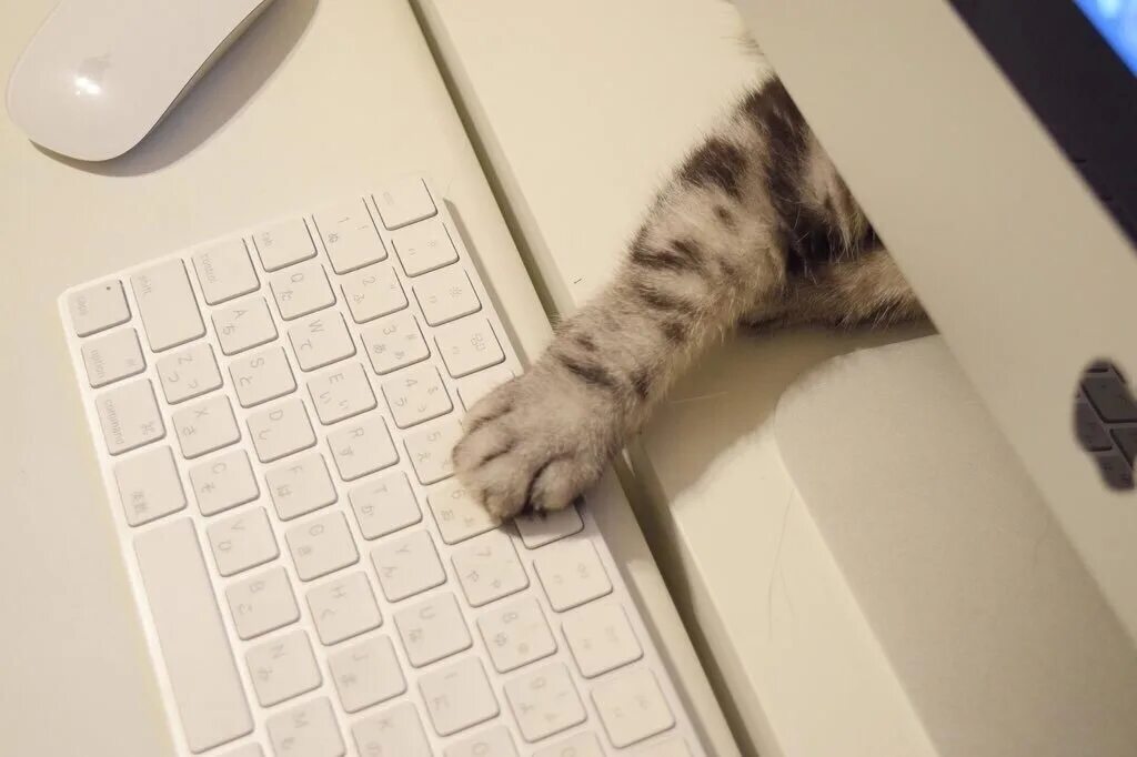 Кот сфинкс дразнит собаку. Коты социальные животные. Прикольные котята с надписями. Коты ходят по столу. Игра в гляделки с котом.