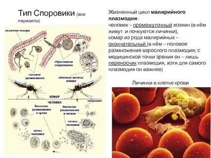 Кто является хозяином малярийного плазмодия