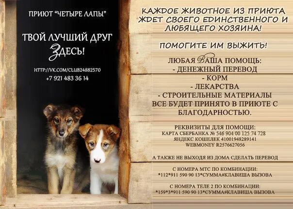 Приют человека отзывы. Реклама приюта для собак. Название приюта для собак. Флаер для приюта животных.