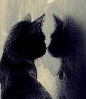 Душа кошки