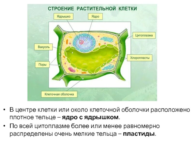 Структура растительной клетки клеточный сок. Структура растительной клетки рисунок с обозначением. Строение клеточной оболочки растений. Строение оболочки клеток растений. Первичная и вторичная клеточная стенка.