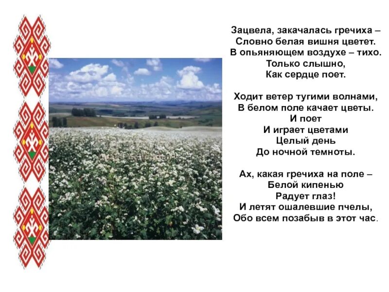 Под окном вишня цветет текст. Цветет гречиха стихи. расцвела белоснежная вишня слова. стихи о гречихе. вишня белоснежная цветет текст.