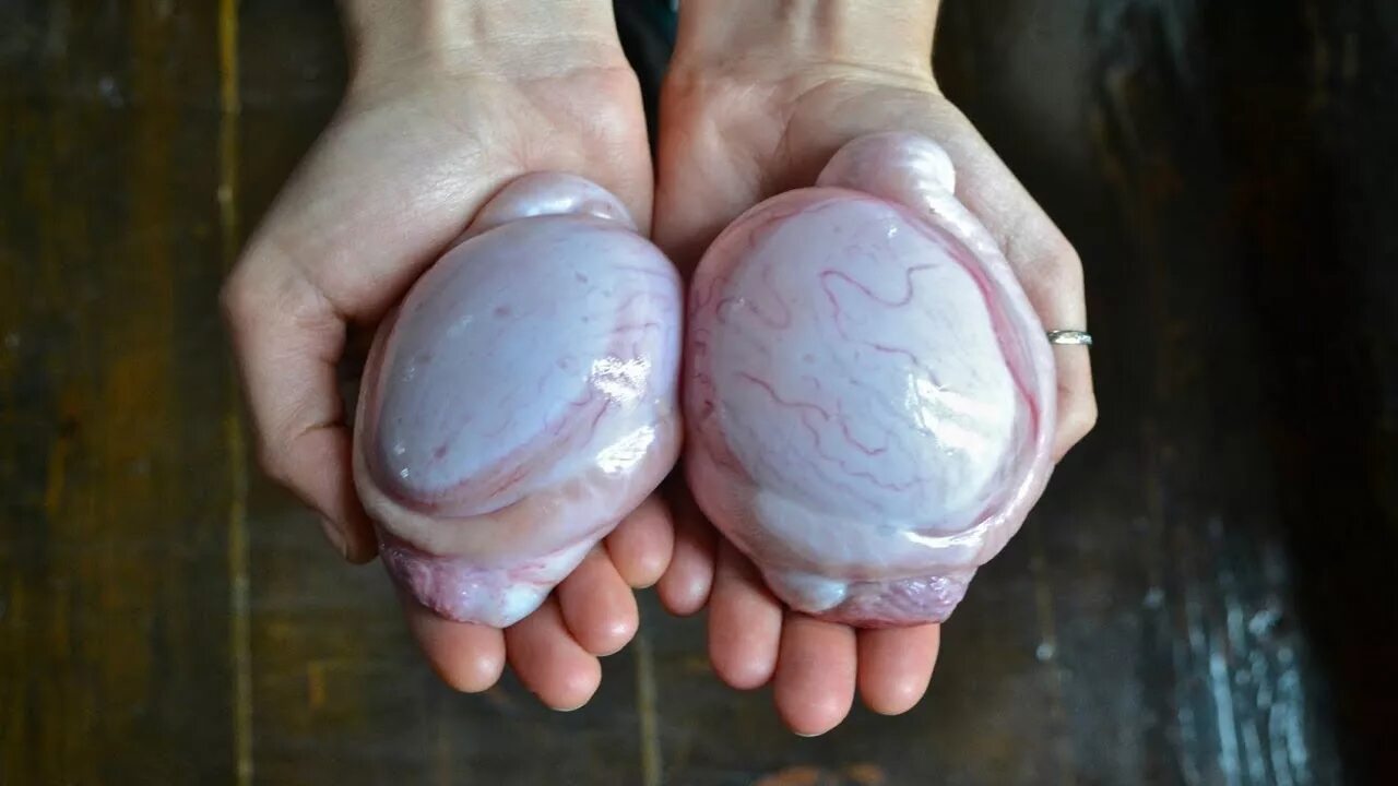Мужские человеческие яйца. Яйцо в руке. Маленькие яйца.