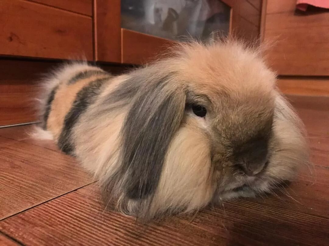 Жизнь декоративного кролика. Кролик домашний декоративный. Кролики карликовые бараны малыши. Жизнь декоративного кролика. Жизнь декоративного кролика.