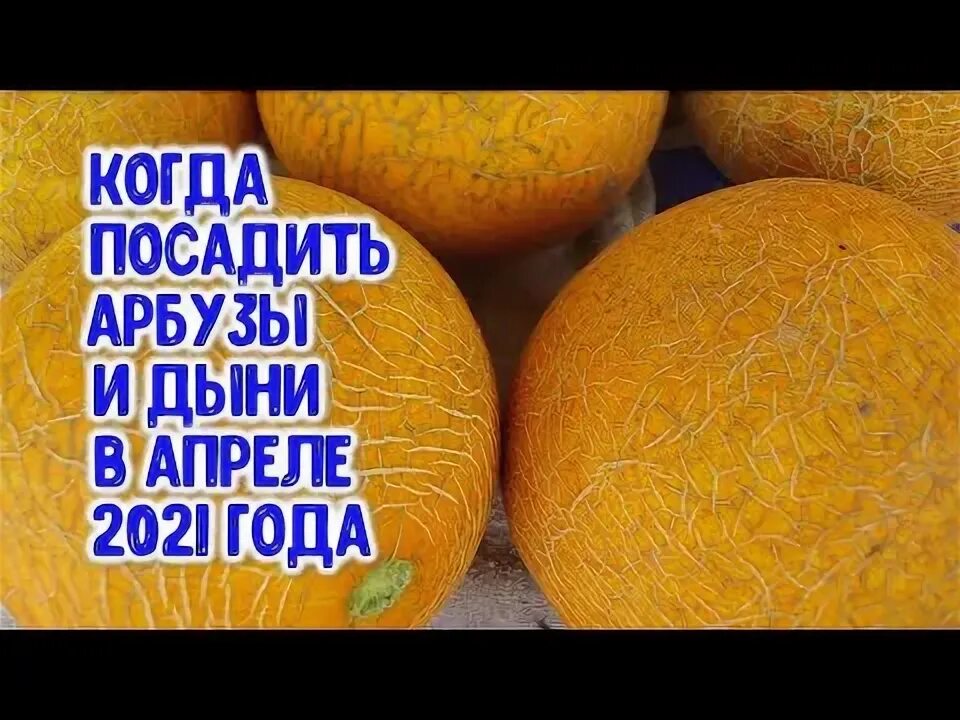 Когда в апреле сажать дыню на рассаду. Посев дыни на рассаду. тыква дынная седек. лунный календарь посев дыни арбузов.