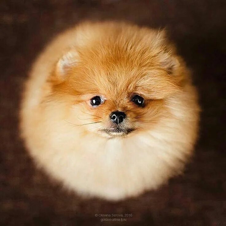 Pin by flora fauna on Donne, bambini,animali Pomeranian, Dogs, Dogs and puppies