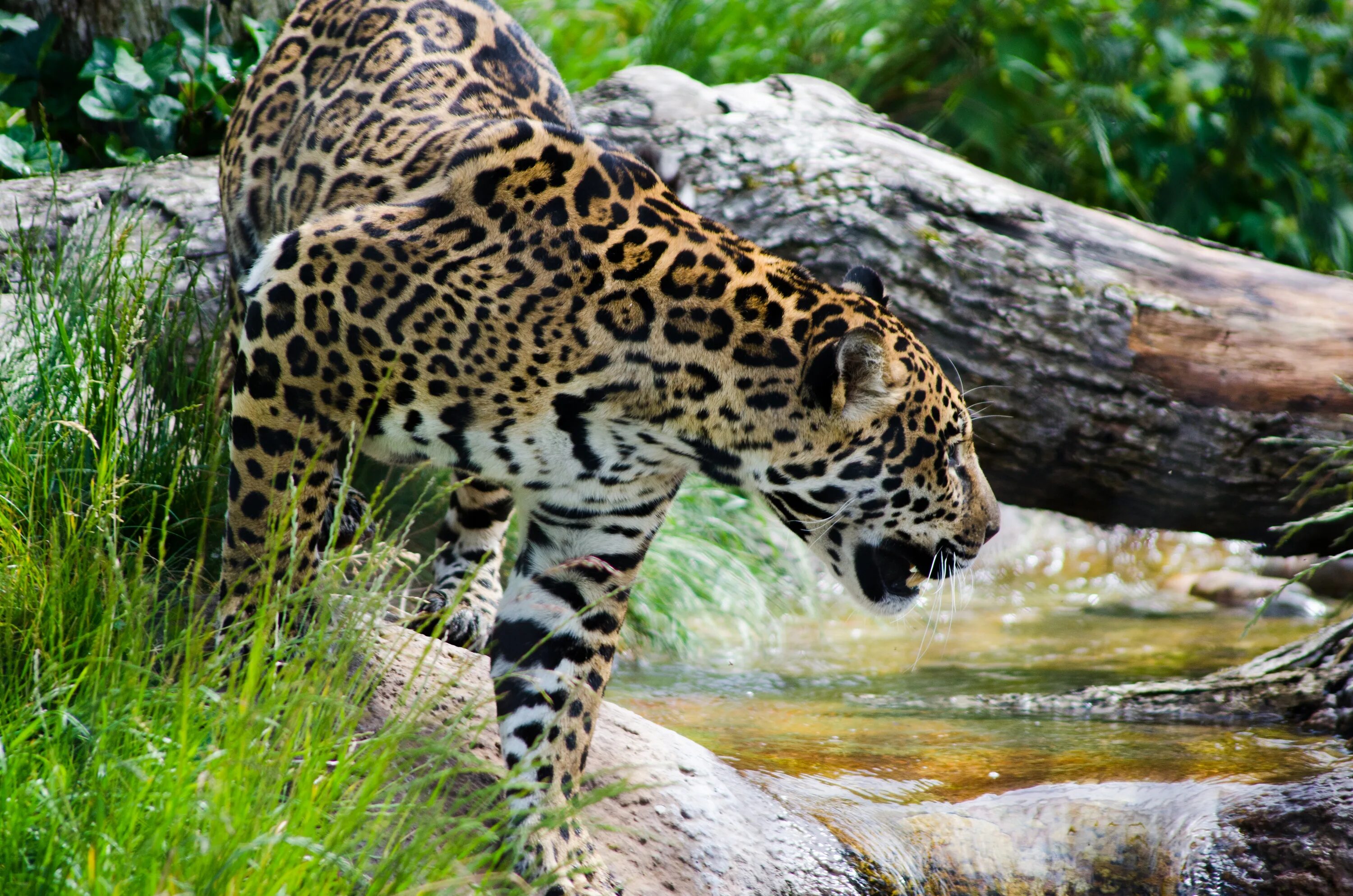 Ягуар в Амазонии. Ягуар Южная Америка. Ягуар фауна Южной Америки. Ягуар животное. Животные амазонии