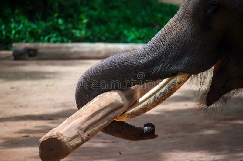 Слон с бревном. Слон поднимает бревно. Слон с бревном в хоботе. Слон поднимает бревно хоботом. Working elephant