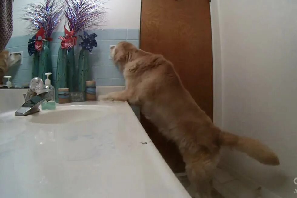 Пряталась в ванной. Собака прячется в ванной. Собака Бояка. Собака прячется под ванной. Почему прячутся в ванной