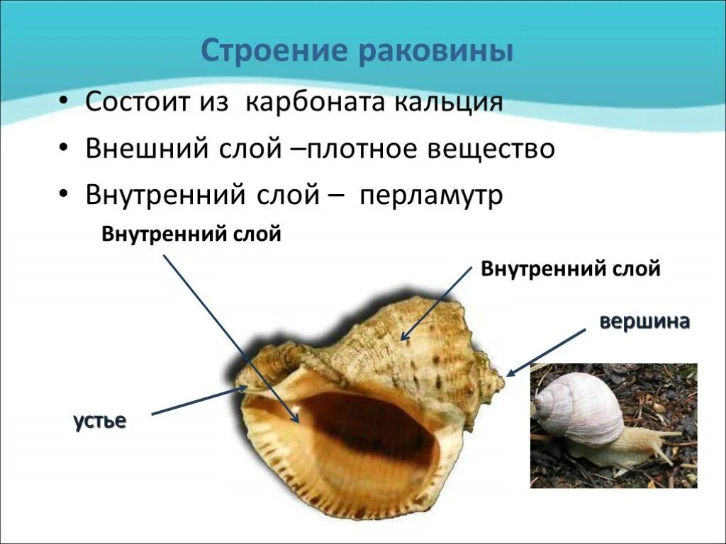 Кальций из моллюсков. Внешнее строение раковины рапана. Строение раковины брюхоногих моллюсков. Из чего состоит раковина брюхоногих моллюсков. Из чего состоит раковина ракушки.