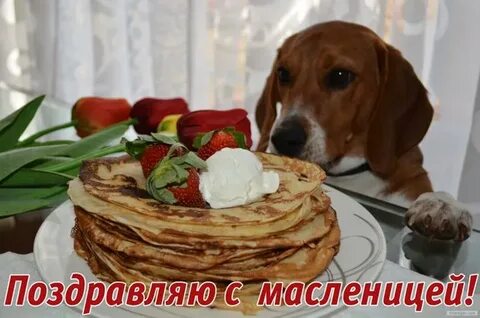 С масленицей картинки с животными