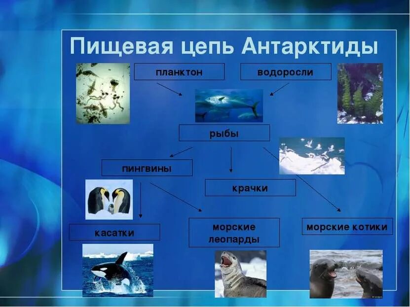 Пищевая цепь Антарктиды. Цепь питания в Антарктиде. Цепочка питания в Антарктиде. Пищевая сеть моря.