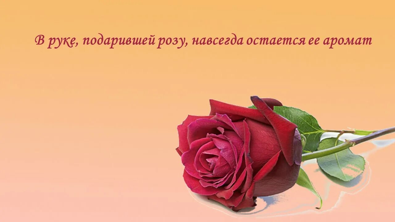 Розочку подарила. На руке дарящей розы всегда останется их аромат. Рука дарящая розы всегда сохраняет их аромат. Китайская пословица рука дарящая розы. На руке дарящей розы навсегда останется.