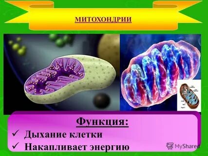 Митохондрии растения животные грибы