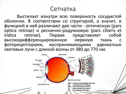 Из чего состоит сетчатка глаза