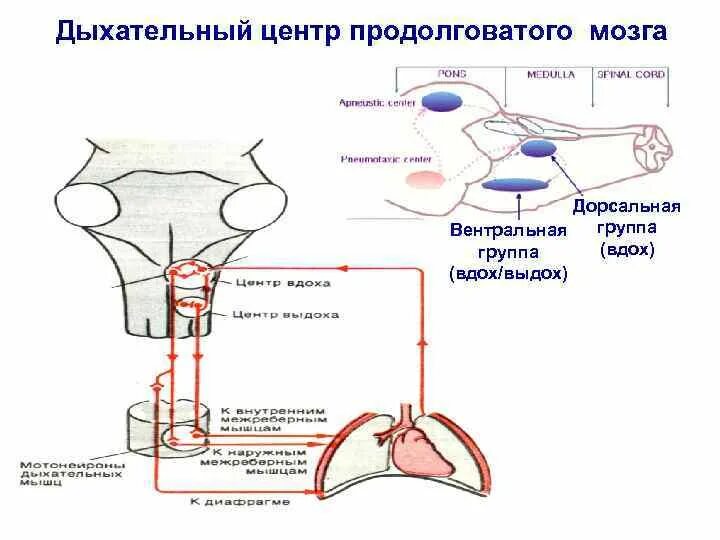 Дыхательный центр находится в продолговатом мозге. Дыхательный центр находится в продолговатом мозге