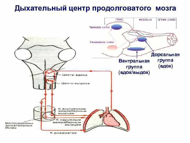 Содержит центры дыхательных рефлексов. Дыхательный центр продолговатого мозга. Функции дыхательного центра продолговатого мозга. Дыхательный центр в продолговатом мозге физиология. Дыхательный центр продолговатого мозга его функции.