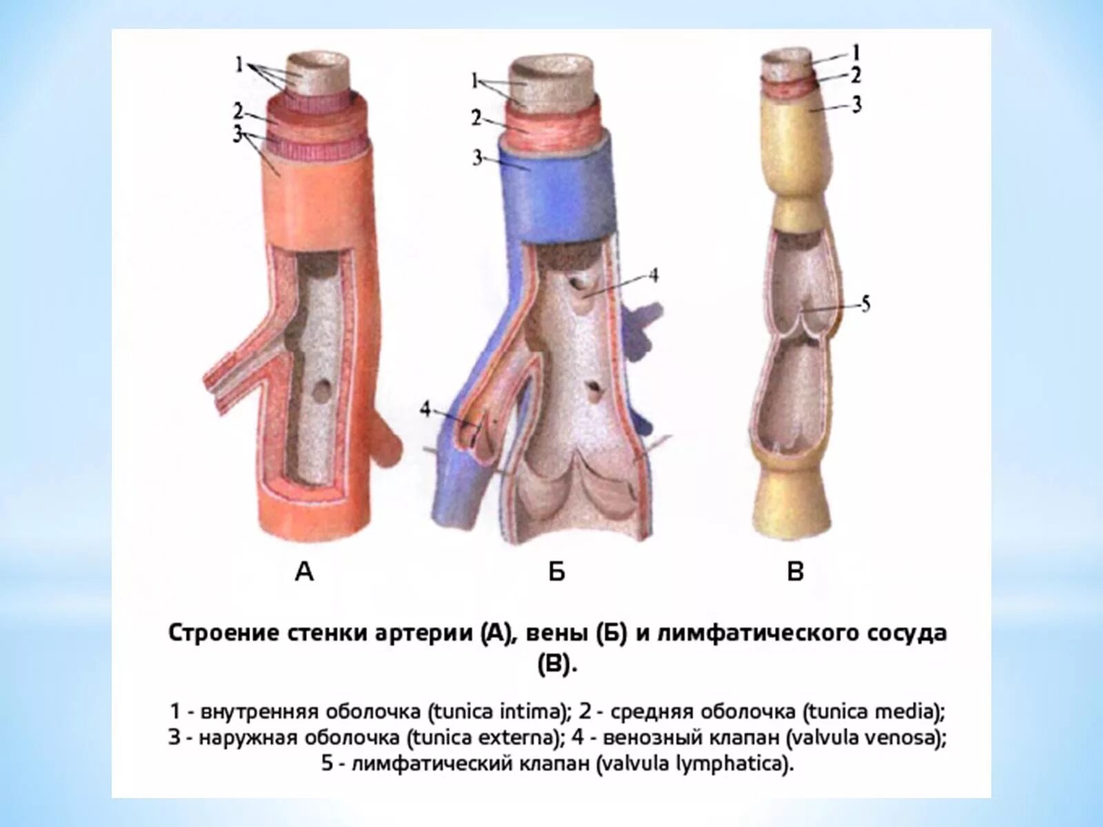 Стенки артерий и вен имеют. Строение лимфатического сосуда анатомия. Строение стенки лимф. Сосудов.. Строение стенки артериального сосуда. Строение кровеносных сосудов анатомия.