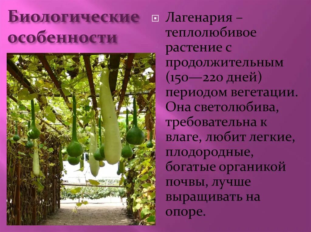 Значение тыквенных. Значение тыквенных