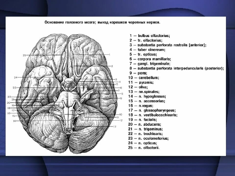 Корешки черепных нервов. Мозг вид снизу анатомия. Основание головного мозга и выход Корешков черепных нервов. Основание головного мозга с корешками черепных нервов. Основание головного мозга выходы Корешков головных нервов.