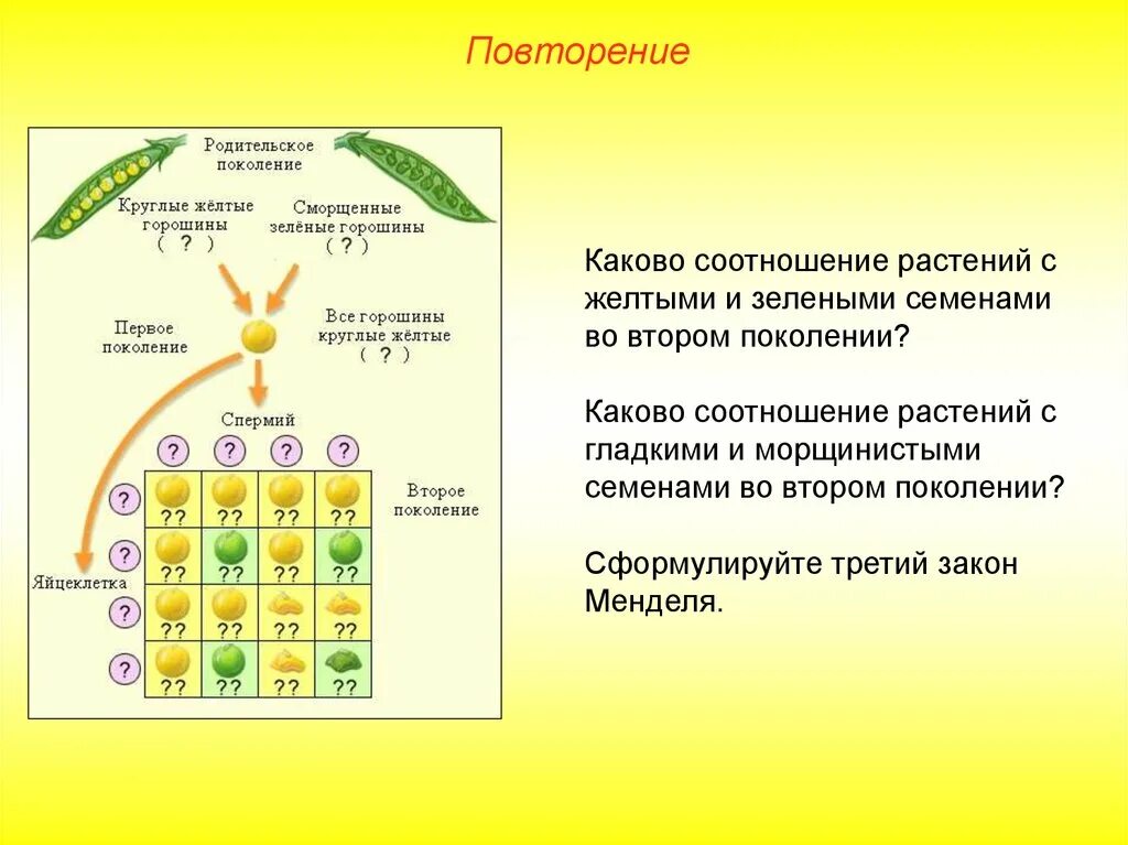 Желтый гладкий горох скрестили. Схема дигибридного скрещивания по Менделю. Первый и второй закон Менделя схема. Дигибридное скрещивание растений. Схема дигибридного скрещивания гороха.