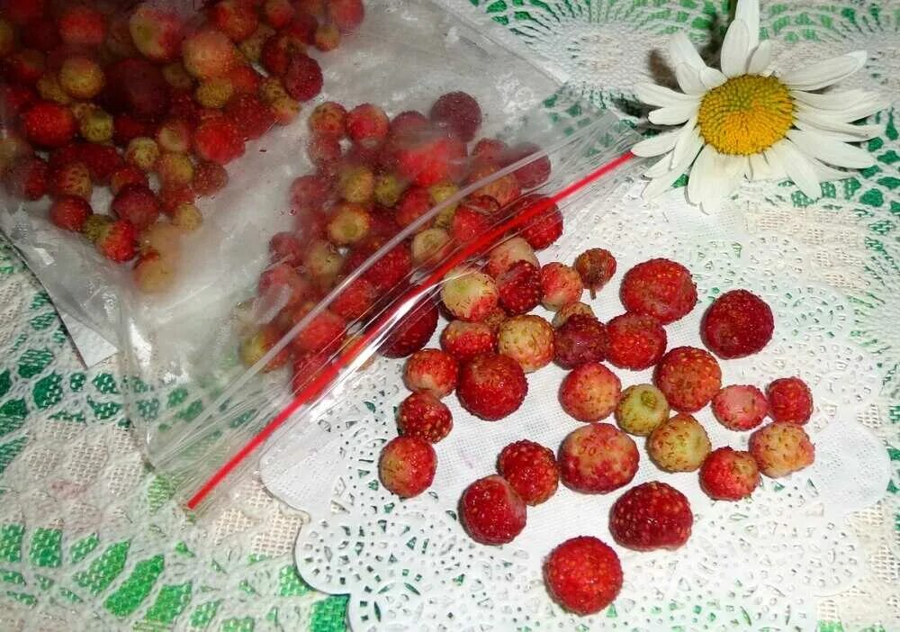 Клубника свежемороженая. Замороженные лесные ягоды. Как заморозить лесные ягоды на зиму. Земляника замороженная. Ягоды быстрозамороженные.