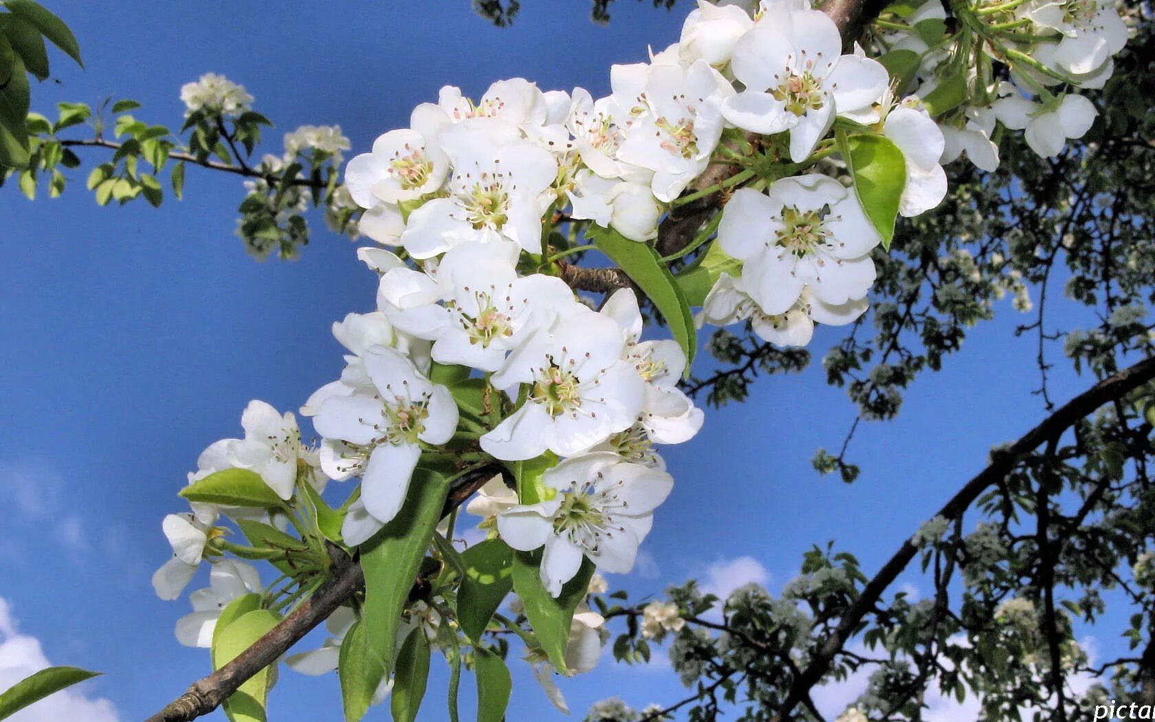 Картинки яблоневый цвет. Жасминовая яблоня. Яблоня Сибирская цветение. «Цветущие яблони» Клож. Яблоневый сад вишневый сад.