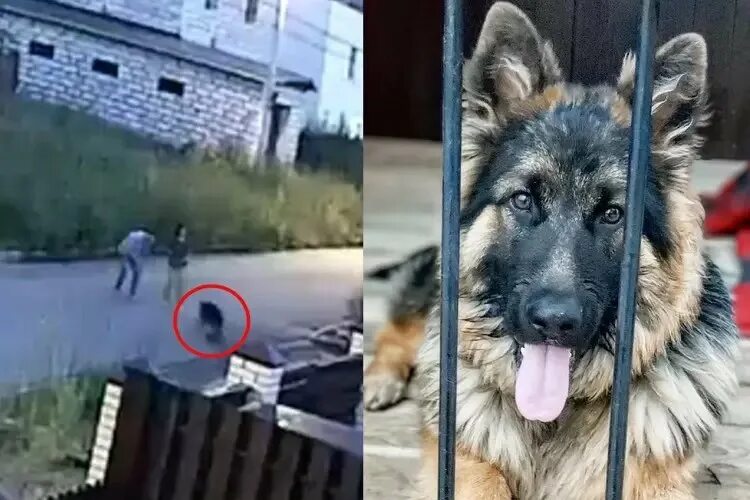Хозяин выбросить. Хозяин выбросил собаку пожалел и вернулся за ней.