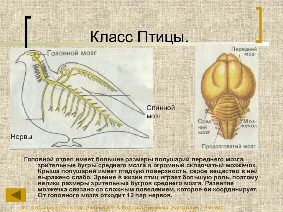 Спинной мозг птиц