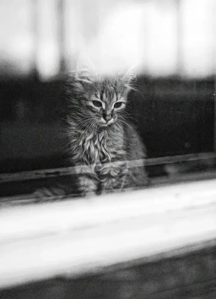 Грустный котенок. Одинокий кот. Одинокий котенок. Печальный котенок.