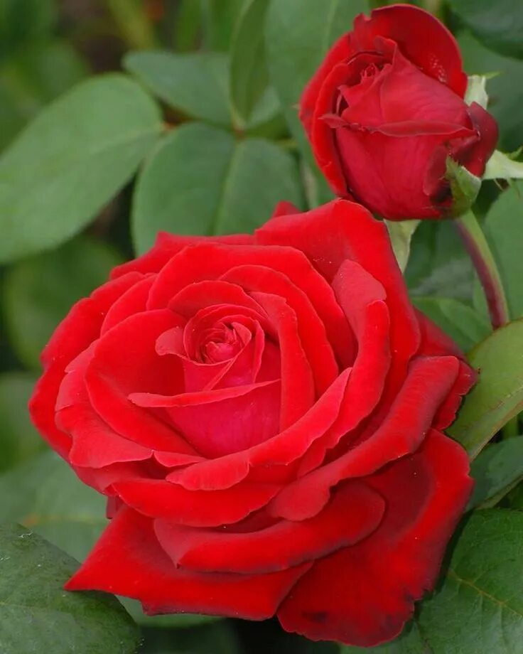 Post rose