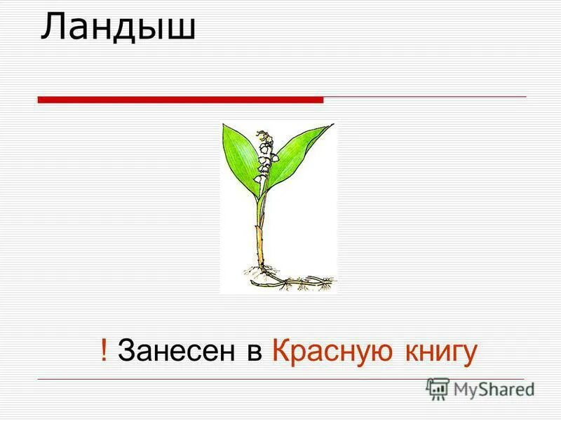 Корневая система лилейных. Прямостоячий стебель лилейных. Какой корень у лилейных