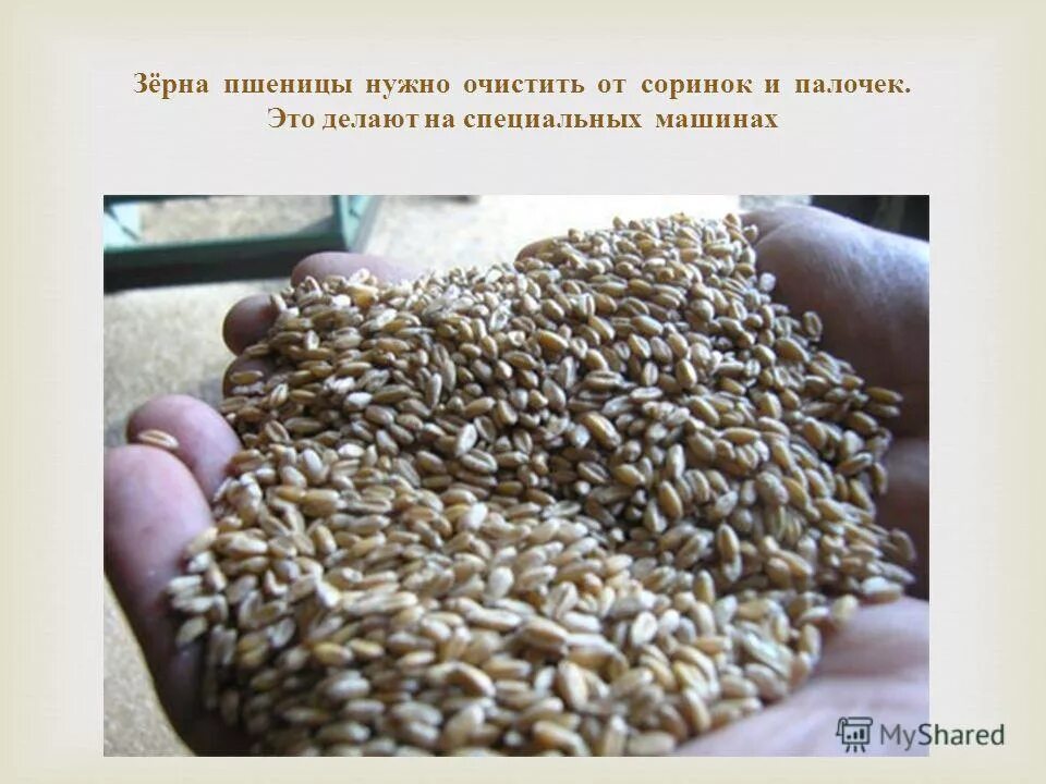 Соломина сорго. Пшеница злаковая культура. Пшеница фото. Сорго сахарное травянистое растение. Растения зерна которых годятся в пищу называются.