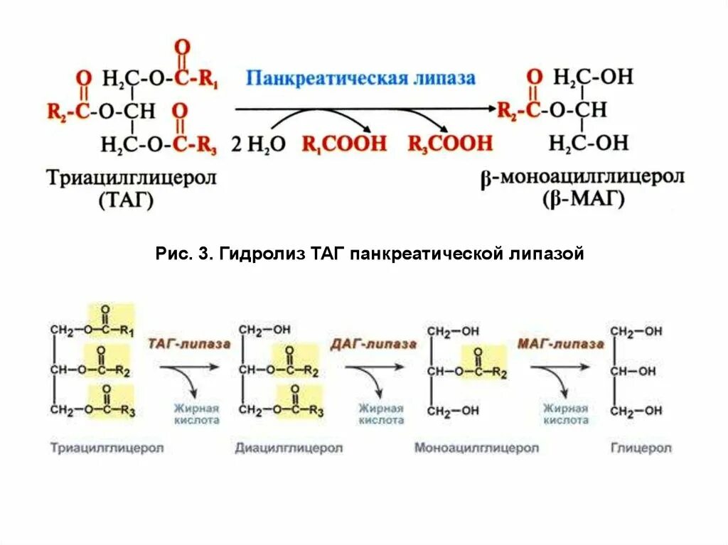 Гидролиз жиров ферменты. Гидролиз липидов схема. Катализирует реакцию гидролиза таг. Активаторы панкреатической липазы биохимия. Реакция гидролиза таг под действием панкреатической липазы.