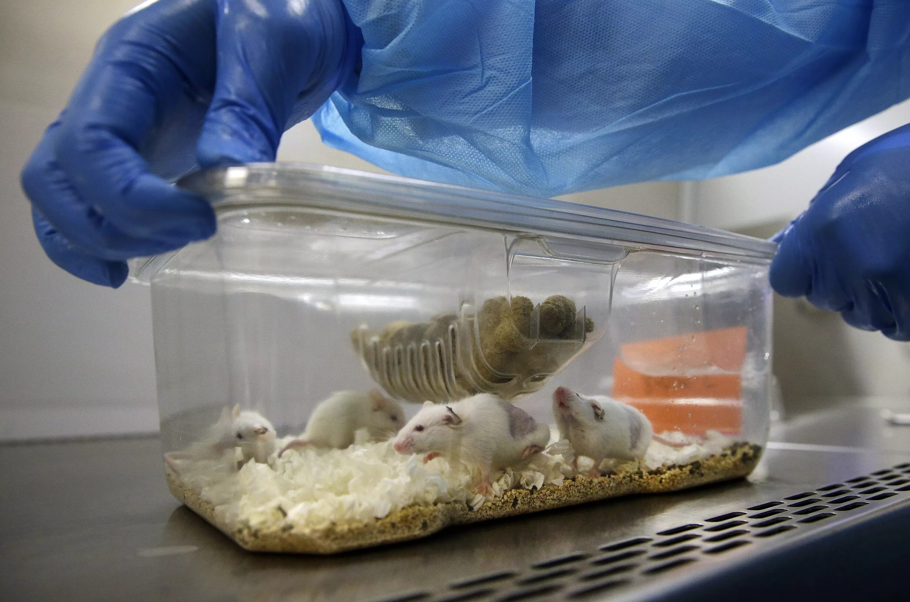 Экспериментатор ввел дозу адреналина лабораторной мыши. Лабораторные мыши. Опыты на мышах. Виварий для лабораторных животных.