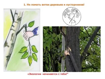 Не ломайте ветки деревьев