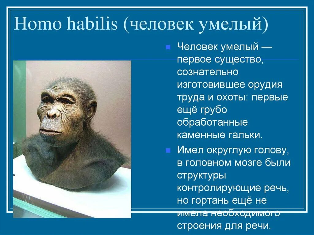 Человек умелый где жили. Хомо хабилис таблица. Homo habilis (человек умелый) происхождение. Хомо хабилис появился в эпоху. Человек умелый хомо хабилис.