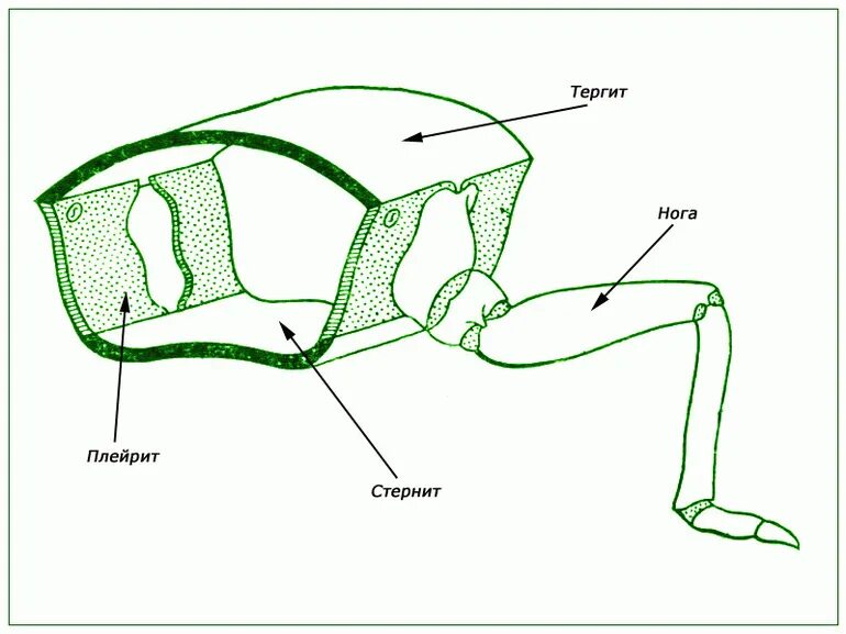 Строение кутикулы членистоногих. Тергит стернит плеврит. Строение хитиновой оболочки. Хитиновая оболочка у насекомых.