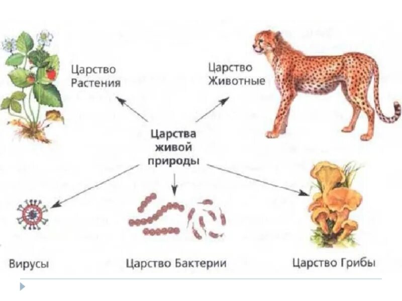 Схема царства живой природы 5 класс биология. Царство растений животных грибов бактерий вирусов. Царства живой природы 5 класс биология. Биология 5 класс тема царство живой природы.