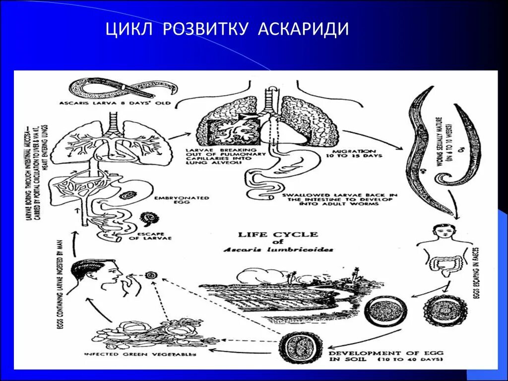 Образ жизни аскариды человеческой. Жизненный цикл свиной аскариды. Схема цикла развития свиной аскариды. Цикл развития свиной аскариды. Цикл развития аскариды свиней.