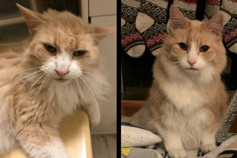 Котенок с улицы до и после. Кошка до и после. Кот до и после высесываемя. Подобранные котята до и после. Поменяться кошками
