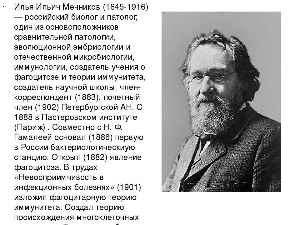 Какое явление открыл мечников. Ильи Ильича Мечникова (1845—1916). И. И. Мечников (1845—1916) открытие.