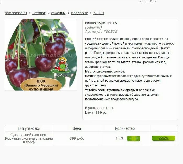 Различие между вишней и черешней. Различие вишни и черешни. Дерево вишни и черешни отличия. Черешня от вишни. Ягоды в разрезе.