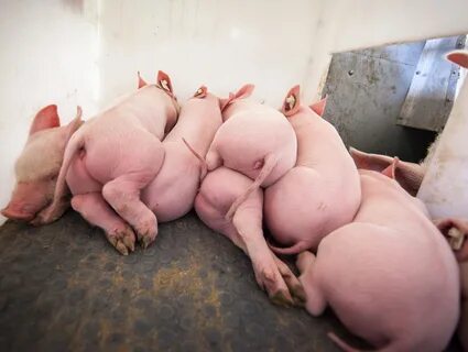 Pig girl