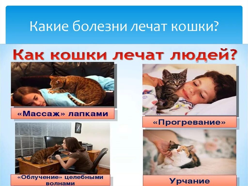 Включи человек и кот. Фелинотерапия. Кошки лечат. Кошка лечит человека. Кошки лечат людей от болезней.