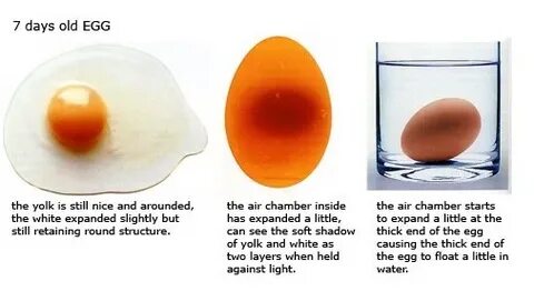 This egg