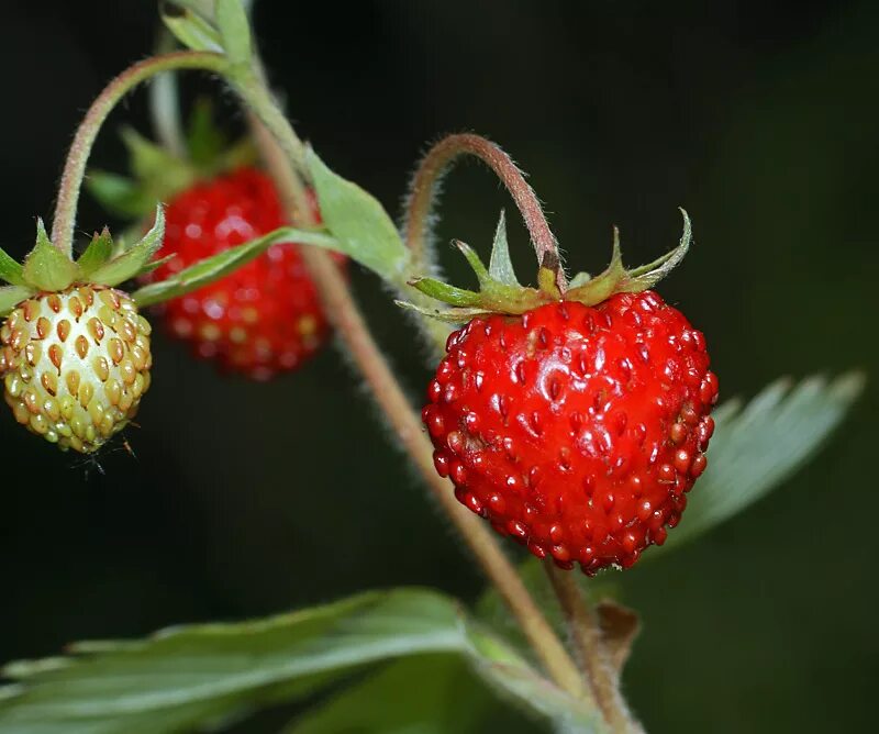 Ягодки почему. Земляника Лесная Fragária vésca. Земляника Лесная (Fragaria vesca l.). Земляника Лесная (Fragaria vesca) "Regina". Многоорешек и земляничина.